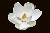 Magnolia, Magnolia grandiflora, Single white flower cut out with black background.