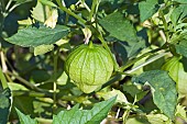 Tomatillo, Physalis philadelphica, Green fruit growing outdoor on the plant.