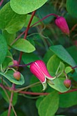 Whiteleaf Leather flower, Clematis glaucophylla, Pink coloured flowers growing outdoor.