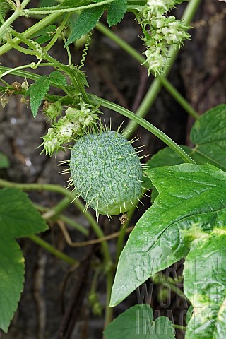 Wild_cucumber_Cucumis_africanus_Green_prickly_fruit_growing_outdoor