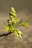 Sweet gum, American sweetgum, Liquidambar styraciflua, close up of the green buds growing outdoor.