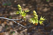 Sweet gum, American sweetgum, Liquidambar styraciflua, close up of the green buds growing outdoor.