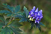 Monkshood, Aconitum axiliflorum, detail of blue coloured flowers growing outdoor.