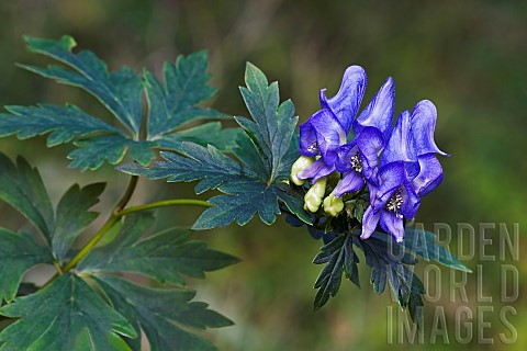 Monkshood_Aconitum_axiliflorum_detail_of_blue_coloured_flowers_growing_outdoor