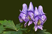 Monkshood, Aconitum axiliflorum, detail of mauve coloured flowers growing outdoor.