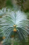 China Fir, Blue-needled china fir, Cunninghamia lanceolata Glauca, Detail of the spiky plant growing outdoor.