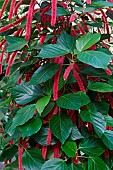 Chenille plant, Acalypha hispida, Detail of red coloured flowers growing outdoor.