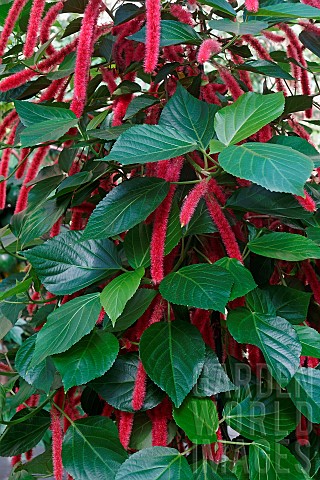 Chenille_plant_Acalypha_hispida_Detail_of_red_coloured_flowers_growing_outdoor