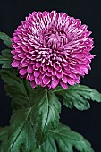 Chrysanthemum, Hybrid chrysanthemum, Single purple coloured flower growing outdoor.