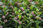 Common milkweed, Asclepias syriaca, Detail of bush with pink coloured flowers growing outdoor.