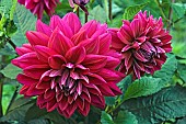 Dahlia, Garden dahlia flowers, Dahlia x cultorum, two red coloured flowers growing outdoor.