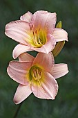 Lily, Day lily, Hybrid daylily, Hemerocallis, Two peach coloured flowers growing outdoor.