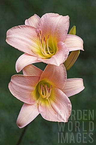 Lily_Day_lily_Hybrid_daylily_Hemerocallis_Two_peach_coloured_flowers_growing_outdoor