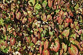 Epimedium, Fairy wings epimedium, Epimedium x versicolor Sulphureum, Close up showing detail of plant with white coloured flowers growing outdoor.