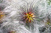 Korean clematis, Clematis serratifolia, Close up of plant showing fluffy textured seedheads.