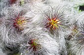 Korean clematis, Clematis serratifolia, Close up of plant showing fluffy textured seedheads.