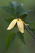 Korean clematis, Clematis serratifolia, Detail of yellow coloured flower growing outdoor.