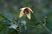 Korean clematis, Clematis serratifolia, Detail of yellow coloured flower growing outdoor.