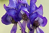 Monkshood, Kusnezoff monkshood, Aconitum kusnezoffii, Close up of purple coloured flowers growing outdoor.