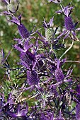 Sea Holly, Leavenworths eryngo, Eryngium leavenworthii, Detail of purple coloured flowers growing outdoor.