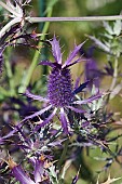 Sea Holly, Leavenworths eryngo, Eryngium leavenworthii, Detail of purple coloured flowers growing outdoor.