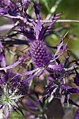 Sea Holly, Leavenworths eryngo, Eryngium leavenworthii, Detail of purple coloured flowers growing outdoor.