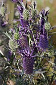 Sea Holly, Leavenworths eryngo, Eryngium leavenworthii, Detail of purple coloured flowers growing outdoor.