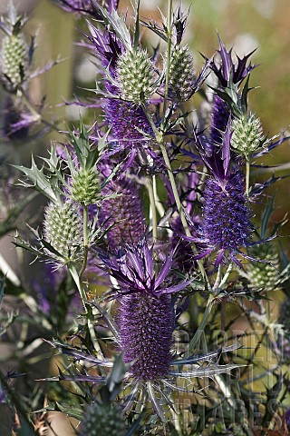Sea_Holly_Leavenworths_eryngo_Eryngium_leavenworthii_Detail_of_purple_coloured_flowers_growing_outdo