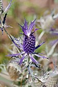 Sea Holly, Leavenworths eryngo, Eryngium leavenworthii, Detail of purple coloured flowers growing outdoor.