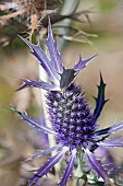 Sea Holly, Leavenworths eryngo, Eryngium leavenworthii, Detail of purple coloured flowers growing outdoor.