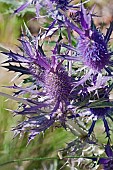 Sea Holly, Leavenworths eryngo, Eryngium leavenworthii, Detail of purple coloured flowers growing outdoor.