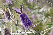 Sea Holly, Leavenworths eryngo, Eryngium leavenworthii, Detail of purple coloured flowers growing outdoor.