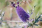 Sea Holly, Leavenworths eryngo, Eryngium leavenworthii, Detail of purple coloured flowers growing outdoor.