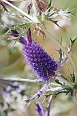 Sea Holly, Leavenworths eryngo, Eryngium leavenworthii, Detail of purple coloured flowers growing outdoor.