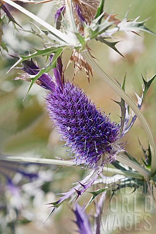 Sea_Holly_Leavenworths_eryngo_Eryngium_leavenworthii_Detail_of_purple_coloured_flowers_growing_outdo