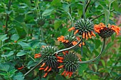 Wild dagga, Lions tail, Leonotis leonurus, Detail of plant with orange coloured flowers growing outdoor.