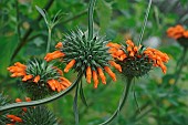 Wild dagga, Lions tail, Leonotis leonurus, Detail of plant with orange coloured flowers growing outdoor.