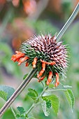 Wild dagga, Lions tail, Leonotis leonurus, Detail of plant with orange coloured flowers growing outdoor.