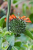 Wild dagga, Lions tail, Leonotis leonurus, Detail of plant with orange coloured flowers growing outdoor.