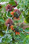 Wild dagga, Lions tail, Leonotis leonurus, Detail of plant with orange coloured flowers growing outdoor.