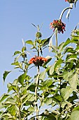 Wild dagga, Lions tail, Leonotis leonurus, Detail of plant with orange coloured flowers growing outdoor.