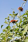 Wild dagga, Lions tail, Leonotis leonurus, Detail of plant with orange coloured flowers growing outdoor.