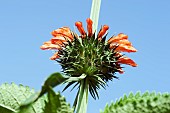 Wild dagga, Lions tail, Leonotis leonurus, Detail of plant with orange coloured flowers growing outdoor.