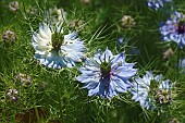 Love-in-a-mist, Nigella damascena, Detail of bliue coloured flowers growing outdoor.
