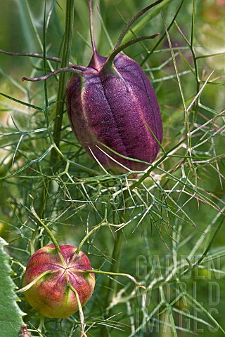 Loveinamist_Nigella_damascena_Detail_of_purple_coloured_seedhead_growing_outdoor