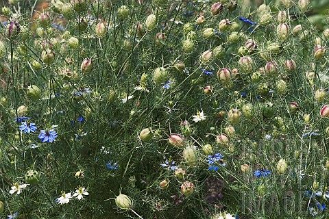 Loveinamist_Nigella_damascena_Detail_of_blue_coloured_flowers_growing_outdoor