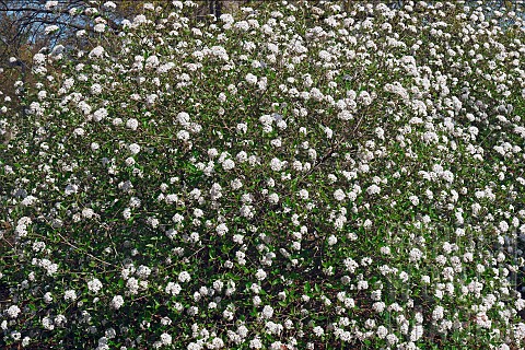 Viburnum_Mohawk_viburnum_Viburnum_x_Burkwoodii_Mohawk_Mass_of_tiny_white_flowers_growing_outdoor