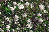 Viburnum, Mohawk viburnum, Viburnum x Burkwoodii Mohawk, Mass of tiny white flowers growing outdoor.