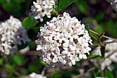 Viburnum, Mohawk viburnum, Viburnum x Burkwoodii Mohawk, Mass of tiny white flowers growing outdoor.