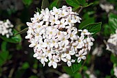 Viburnum, Mohawk viburnum, Viburnum x Burkwoodii Mohawk, Mass of tiny white flowers growing outdoor.